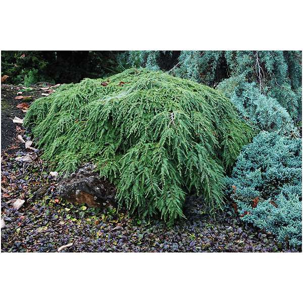Tsuga canadensis'Pendula' 