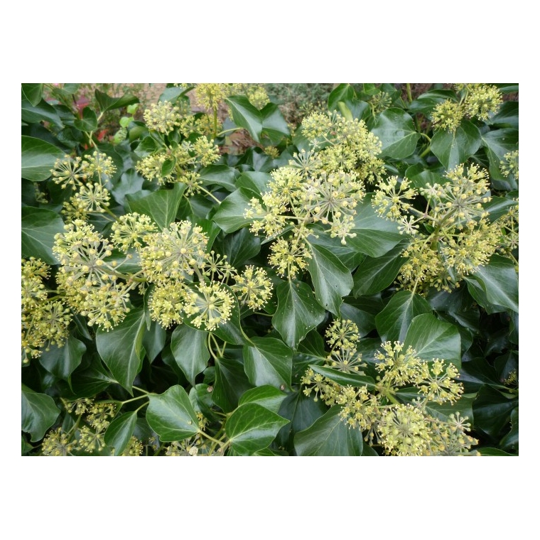 Hedera helix'Arborescens' 