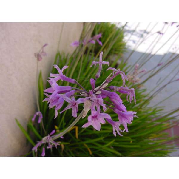 Tulbaghia violaceae