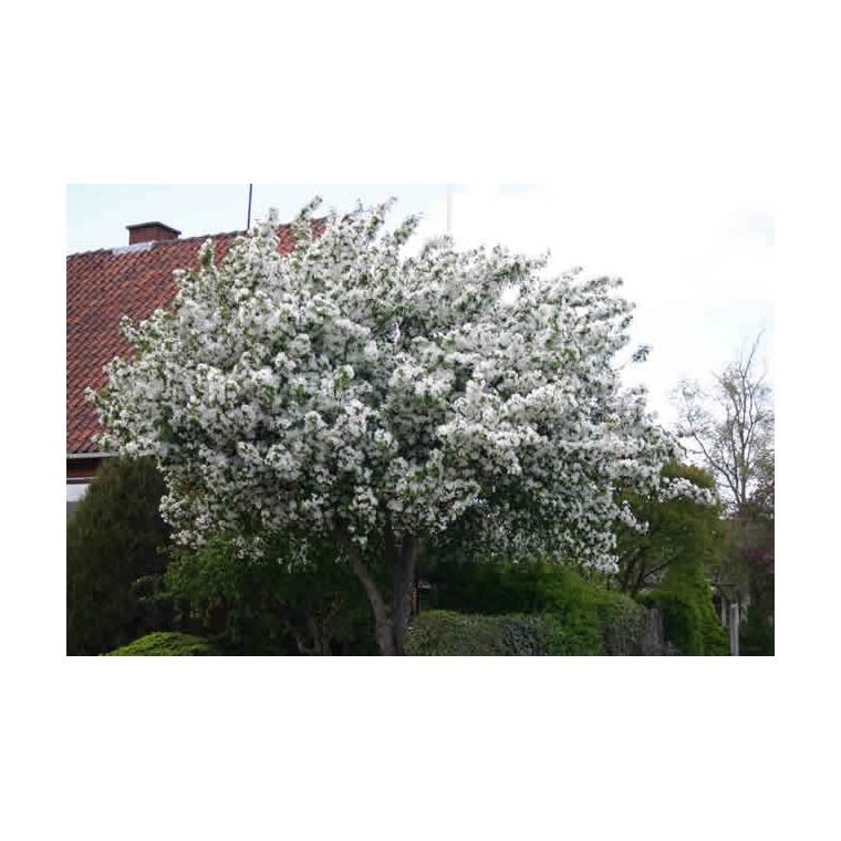 Malus'Braendkjaer' 