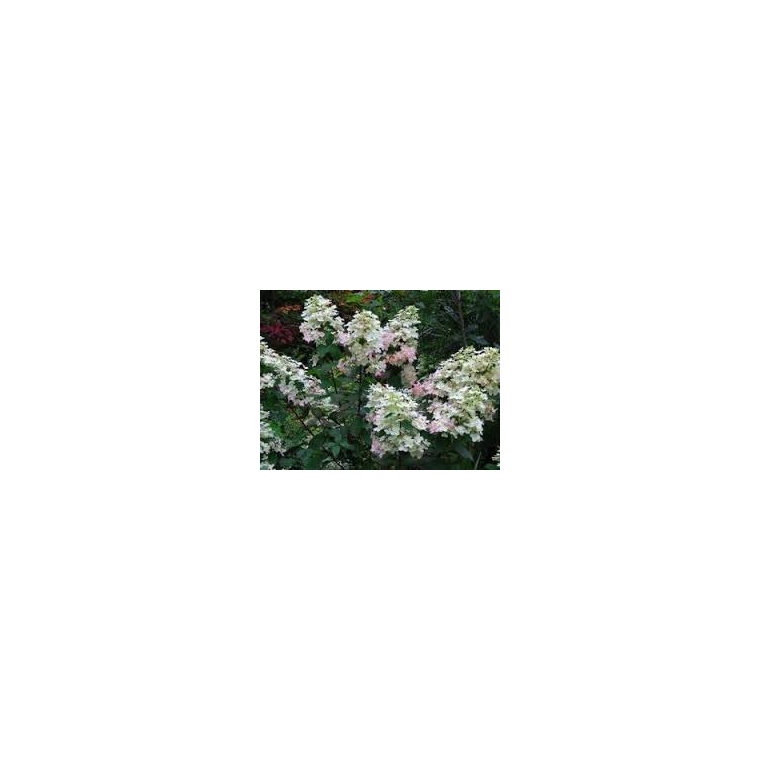 Hydrangea paniculata'Burgundy Lace' 