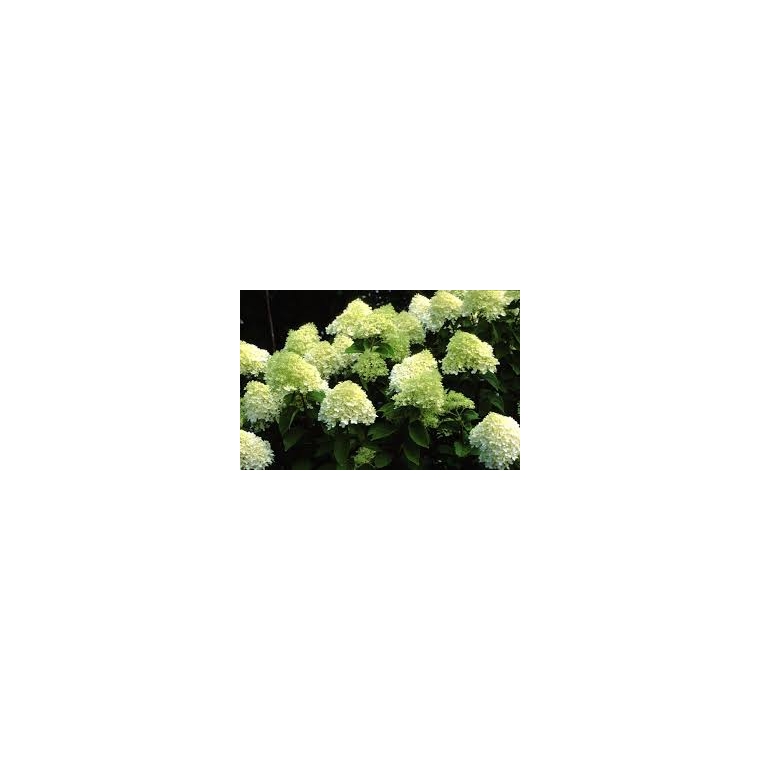 Hydrangea paniculata'Limelight' 