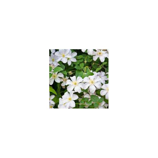 Clematis'Mevrouw Le Coultre' 