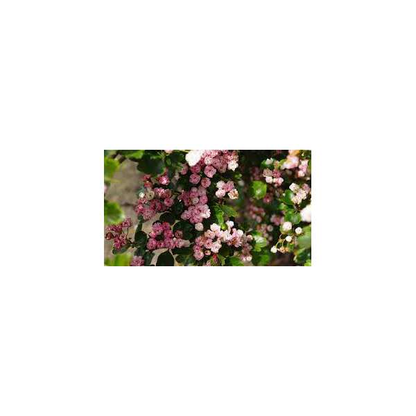 Crataegus laevigata'Mutabilis Ravnholdt' 