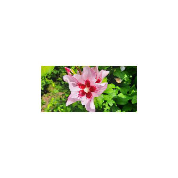 Hibiscus syriacus'Mathilde' 