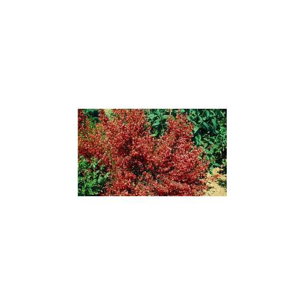 Cytisus'Killney Red' 