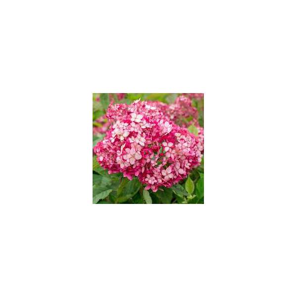 Hydrangea arborescens'Ruby Annabelle' 