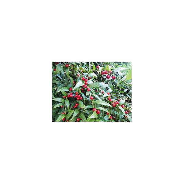 Sarcococca ruscifolia 