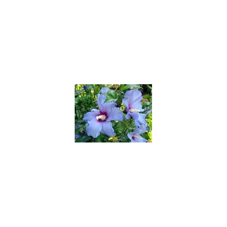 Hibiscus syriacus'Oiseau Blue' 