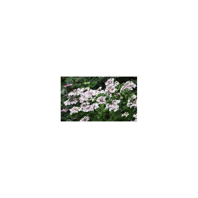 Hydrangea macrophylla'Libelle' 