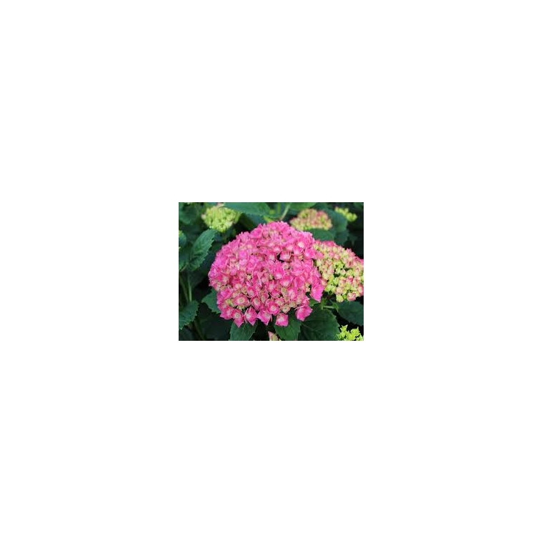 Hydrangea macrophylla'Red Baron' 