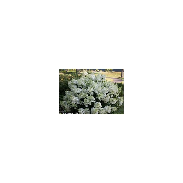 Hydrangea paniculata'Bobo' 