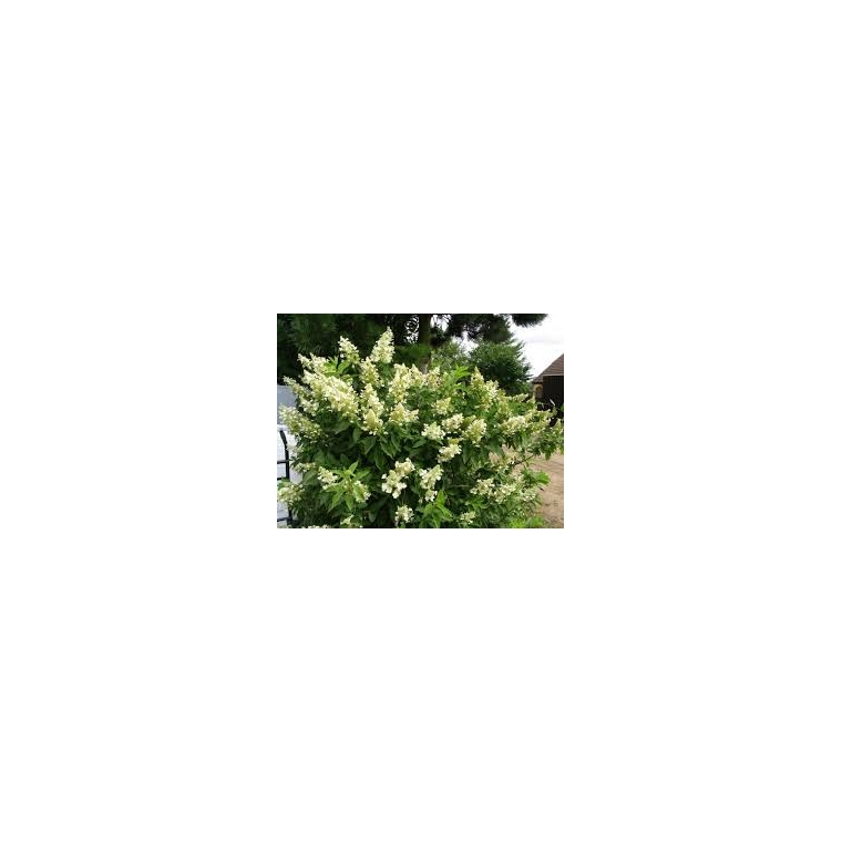 Hydrangea paniculata'Kyushu' 