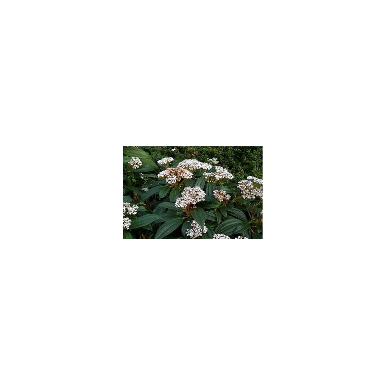 Viburnum davidii 