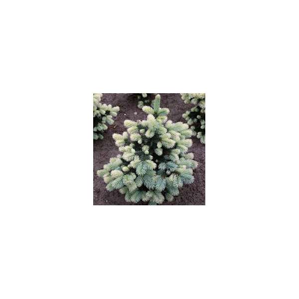 Picea pungens'Mackii' 