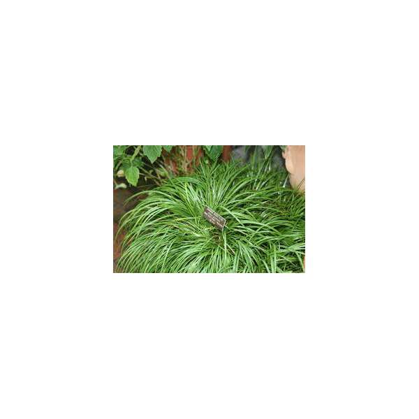 Acorus gramineus'Pusillus'