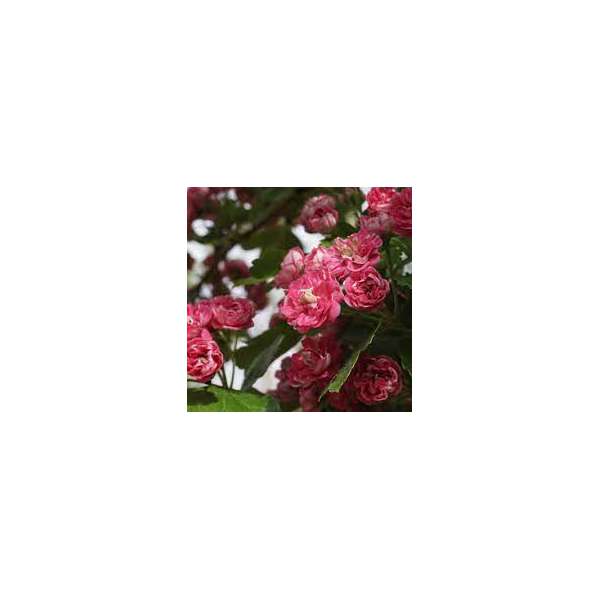 Malus toringoides'Mandarin' 