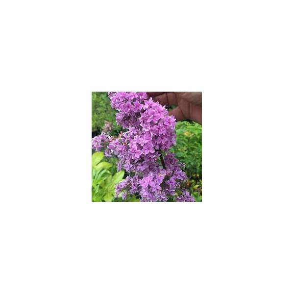 Syringa chinensis 'Duplex' 