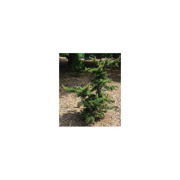 Cedrus brevifolia'Kenwith' 