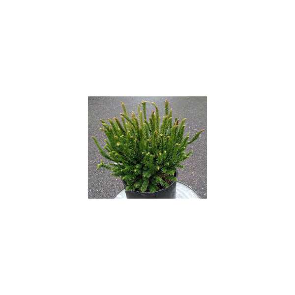 Cryptomeria japonica'Dinger' 