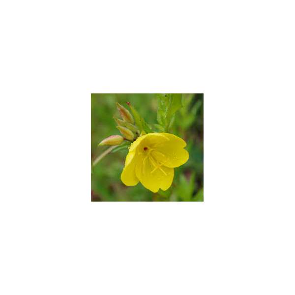 Oenothera fruticose'W.Cuthbrtson'