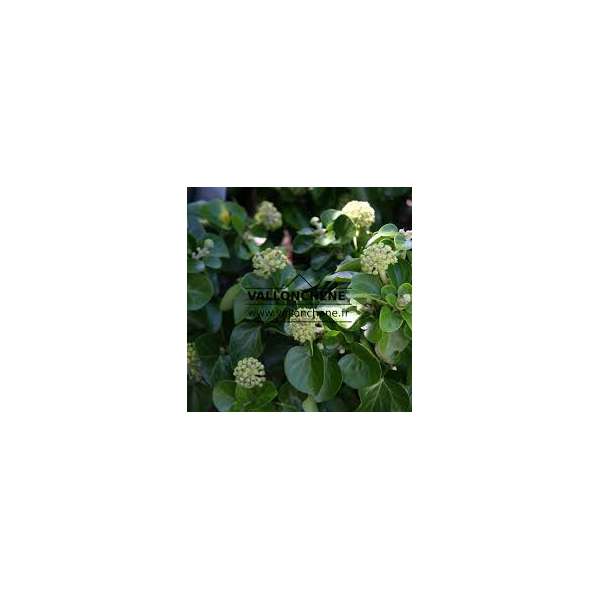 Hedera helix'Arbori Compact' 