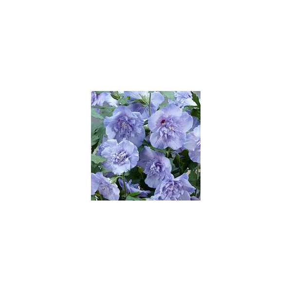Hibiscus syriacus'Blue Chiffon' 