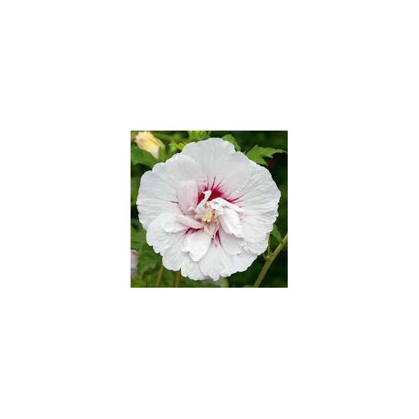 Hibiscus syriacus'China Chiffon' 