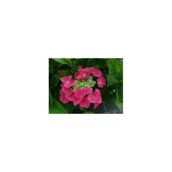 Hydrangea macrophylla'Kardinal' 