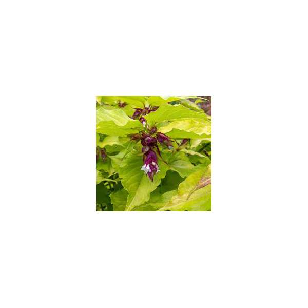 Leycesteria formosa'Little Lanterns' 