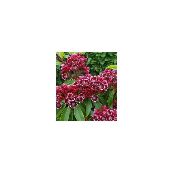 Kalmia latifolia'Kaleidoskop' 