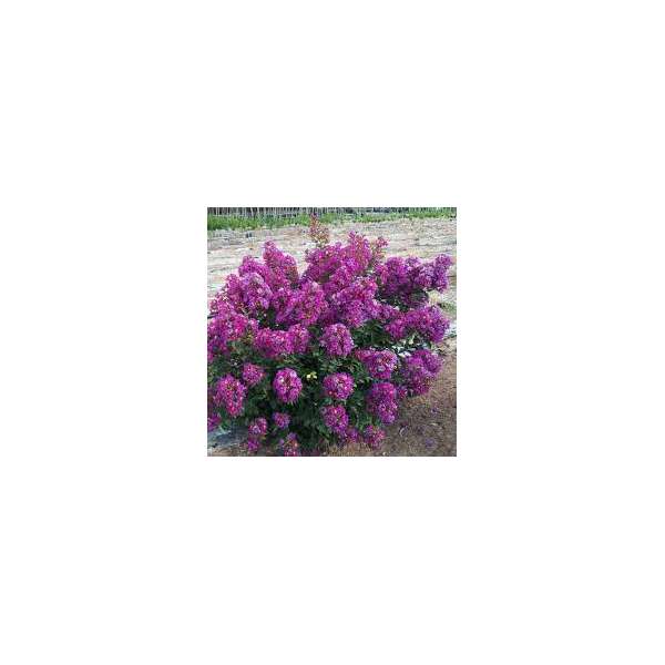 Lagerstroemia indica'Purple Star' 