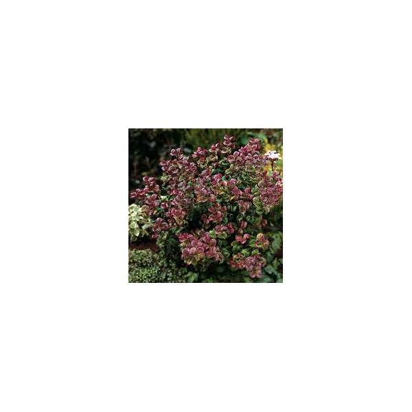 Leucothoe axillaris'Curly Red' 