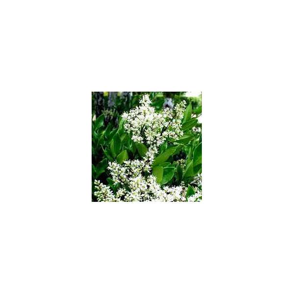 Ligustrum japonicum'Texanum' 