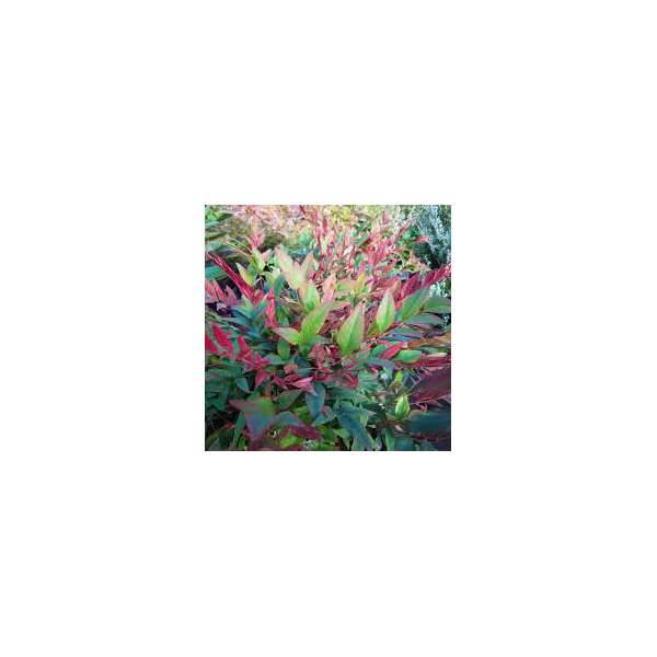 Nandina domestica'Red Light' 