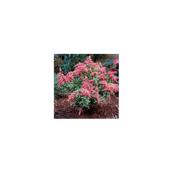 Pieris japonica'Polar Passion' 