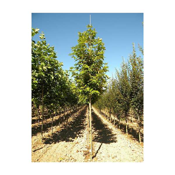 Platanus orientalis'Minaret' 