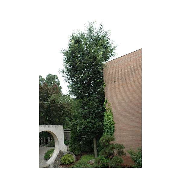 Zelkova serrata'Fastigiata' 