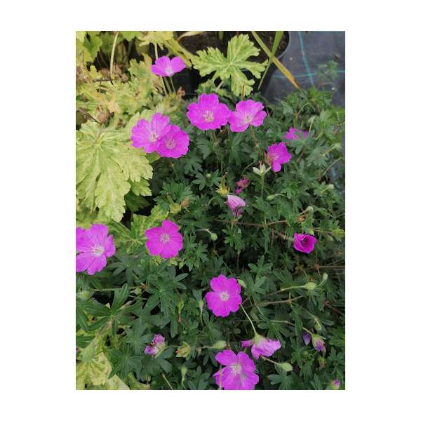Geranium sanguineum'Inverness'