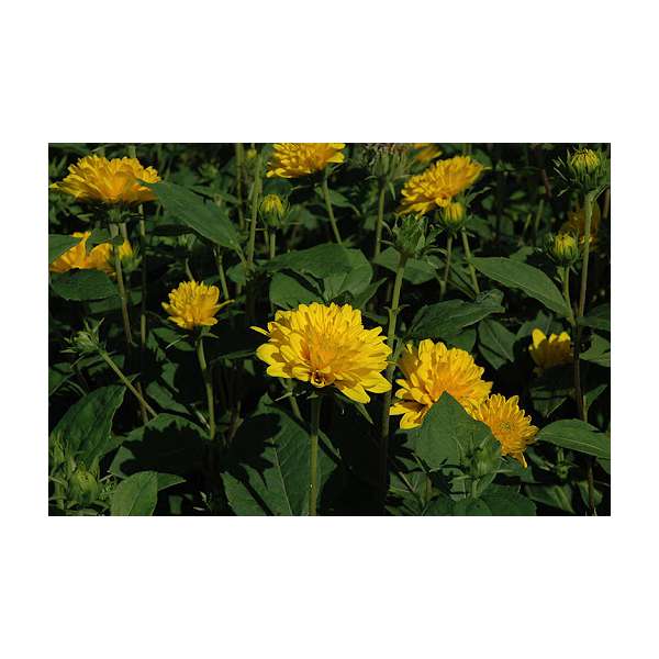 Helianthus decepetalus'Soleil d'Or'