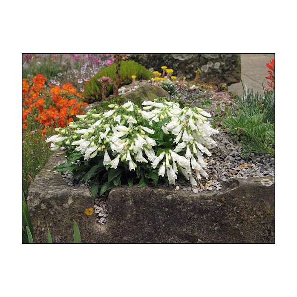 Penstemon hirsutus'Pygmaeus Albus'