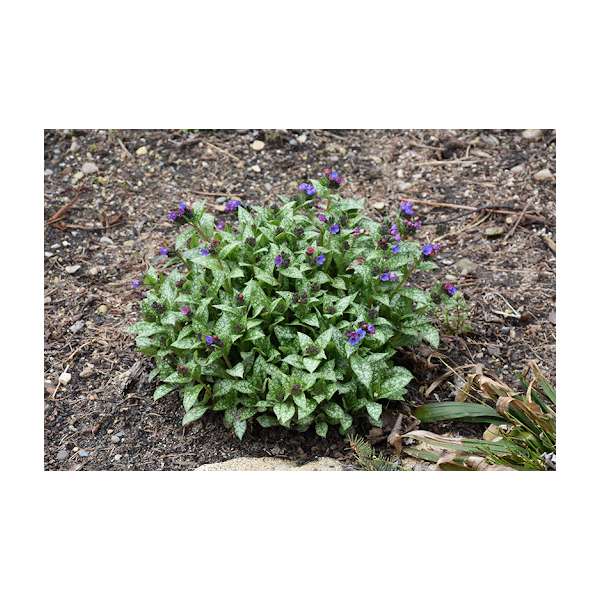 Pulmonaria'Spot On'