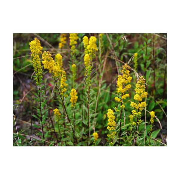 Solidago roanensis