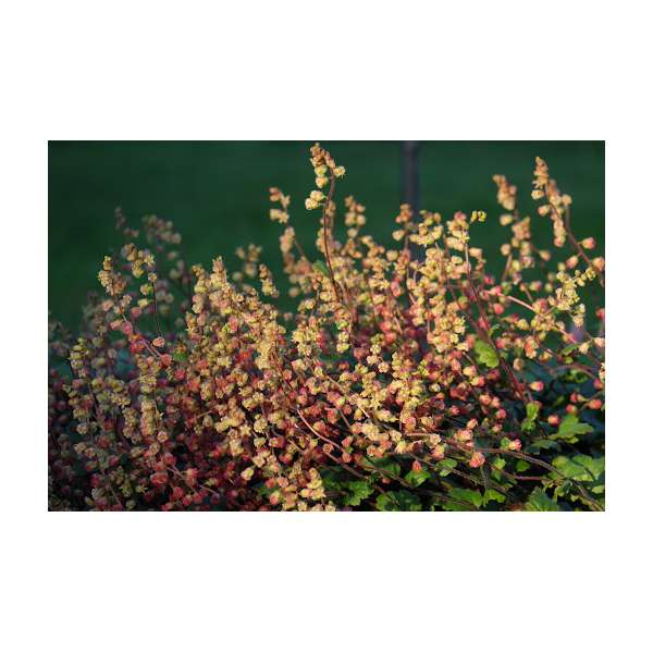 Tellima grandiflora'Moorblut'