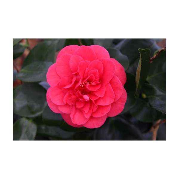 Camellia japonica'Curley Lady' 