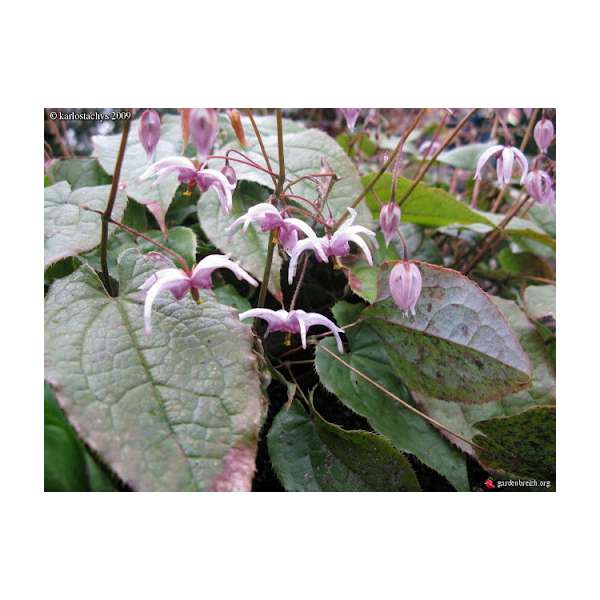 Epimedium brachyrrhizum
