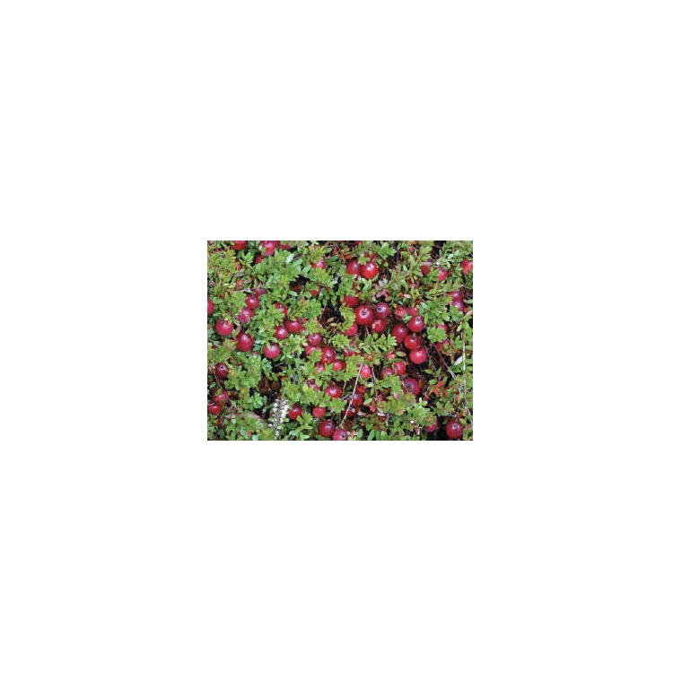 Cranberry (Vaccineum macrocarpon'Pilgrim') 