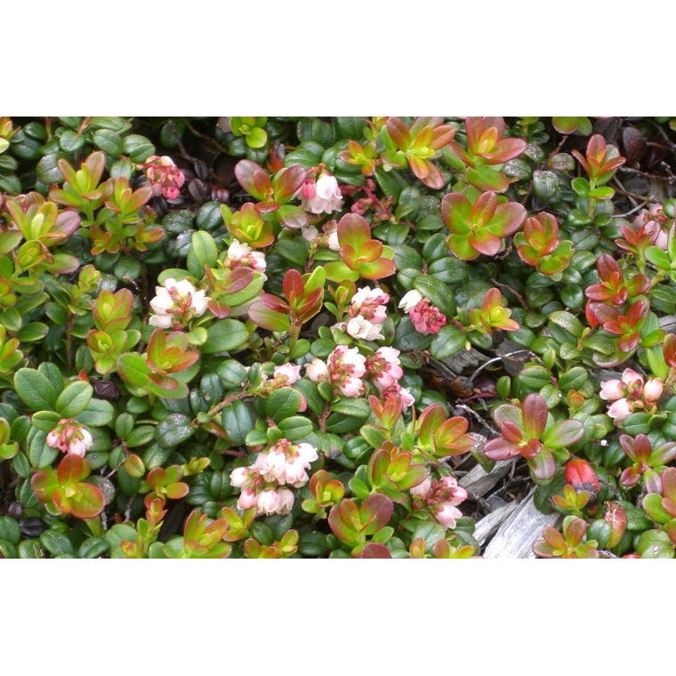 Vaccineum vitis-idaea 