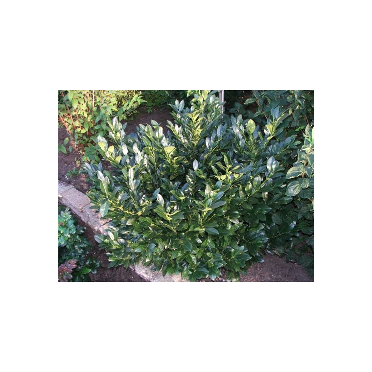 Prunus laurocerasus'Van Nes' 