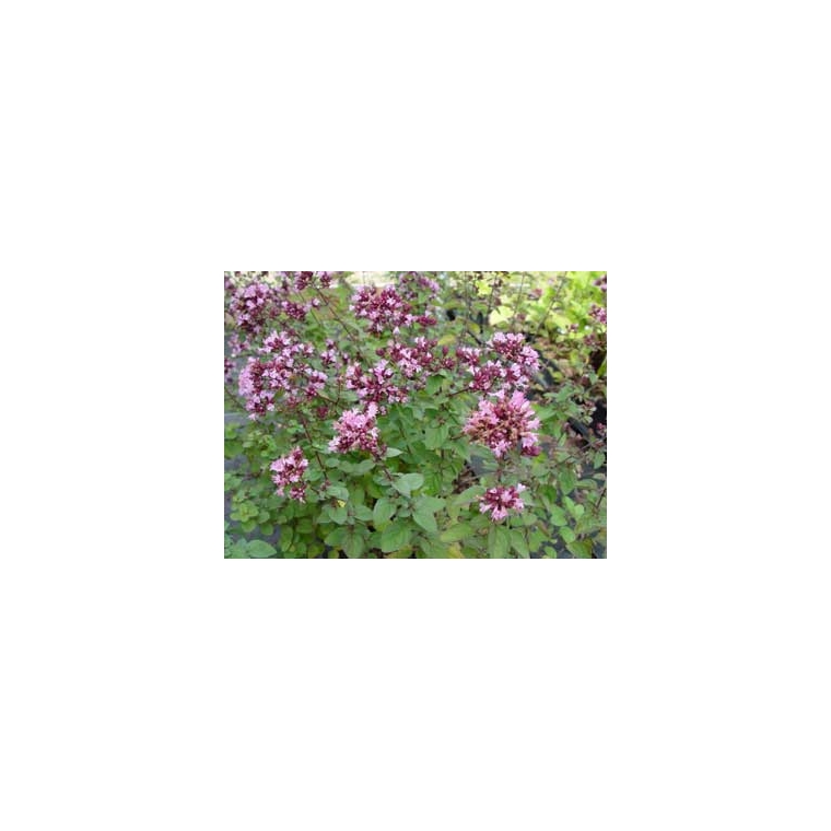 Origanum'Rosenkuppel'